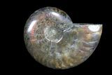 Lot: kg Iridescent, Red Flash Ammonites (-) - Pieces #82493-3